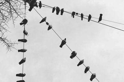 Low angle view of birds on cable against sky