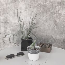 Potted plants on table against wall