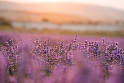 Nature texture background of blooming lavender flowers in field over sunset outdoor.