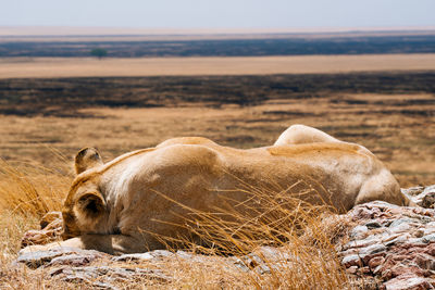 Lion sleeping on field during sunny day