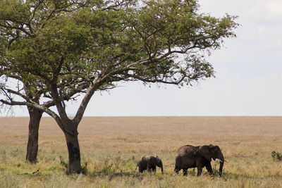 Mother elephant with her baby in the savannah