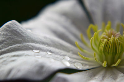 Close-up of wet white flowering plant