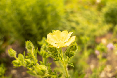 Close-up of yellow flowering plant