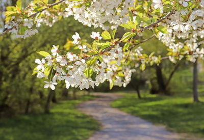 White cherry blossoms in spring