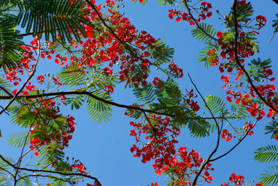 Low angle view of trees against sky during autumn