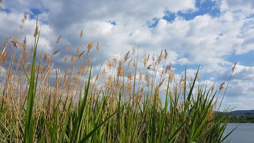 Scenic view of grassy field against sky