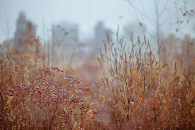 Close-up of flowers in field