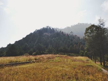 Scenic view of field against sky