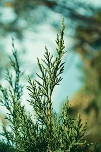 Close-up of plant against blurred background