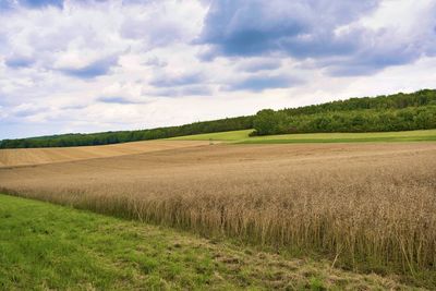 Scenic view of agricultural field against sky