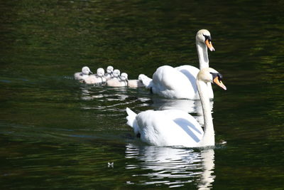 Swan floating on lake