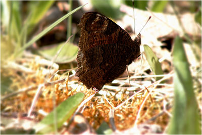 Close-up of butterfly on dry leaf