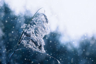 Close-up of frozen leaf during winter
