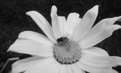 Close-up of insect on flower