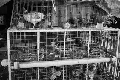 View of birds in cage