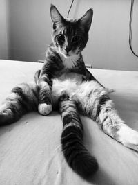 Portrait of cat sitting on bed at home