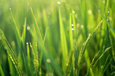 Close-up of wet grass growing on field