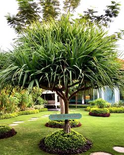 Palm trees in park against sky