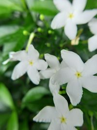 Close-up of white flowering plants