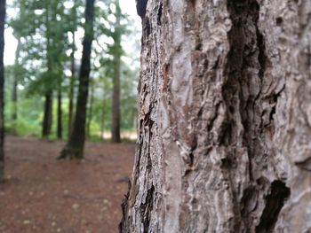 tree trunk