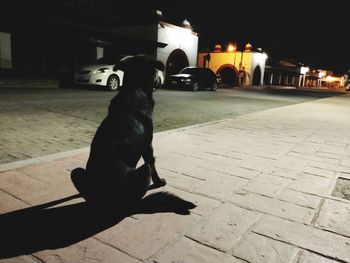 Dog sitting on street at night