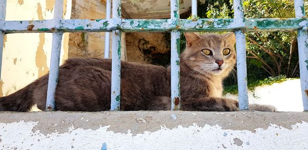 Cat looking away against wall