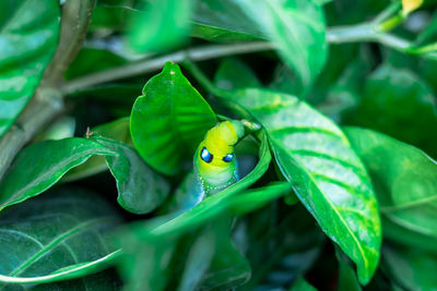 Close-up of insect on leaf