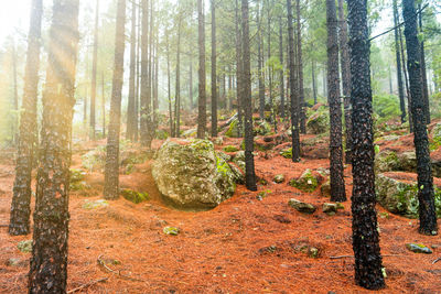 Pine trees in forest