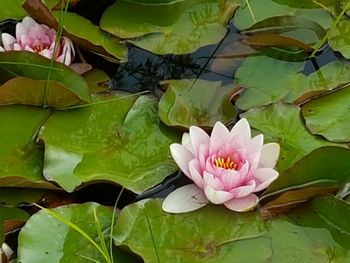 Close-up of lotus water lily