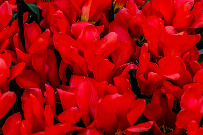 Full frame shot of red tulips