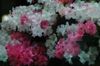 High angle view of pink flowering plants