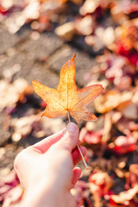 Close-up of hand holding maple leaf during autumn