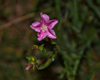 Close-up of pink flowering plant