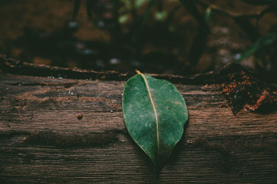 High angle view of plant leaves on table