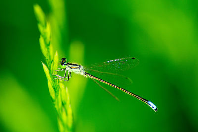 Close-up of insect on a plant