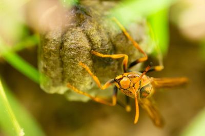 Close-up of insect on leaf