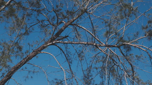 Low angle view of bare tree against blue sky