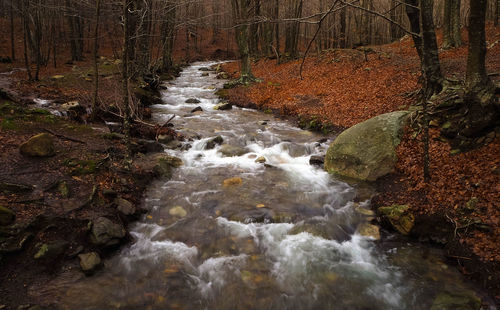 Stream flowing through rocks in forest