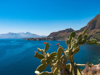 Cactus by sea against sky