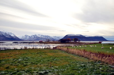 Sheep near the house on the coast of the sea in northern norway