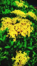 Close-up of yellow flowers