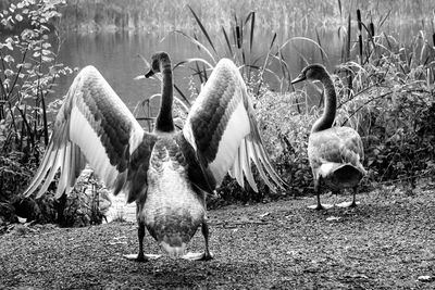 Rear view of swans on lakeshore