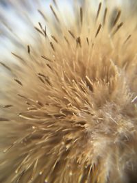 Macro shot of dandelion