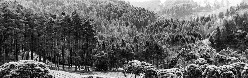 Panoramic view of trees in forest