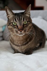 Close-up portrait of a cat resting on bed