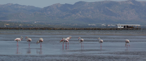 Flamingos in the water in spanish lakes