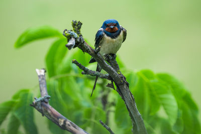 Close-up of bird perching on branch