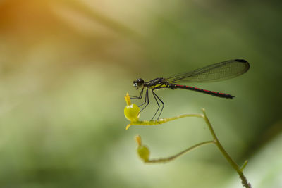 Close-up of insect