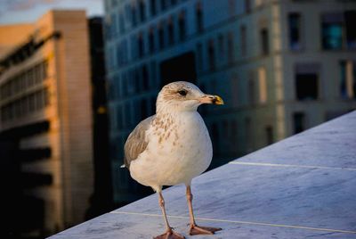Seagull perching on a building
