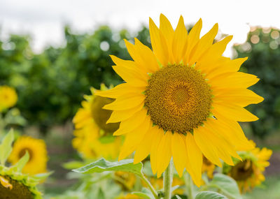 Close-up of sunflower blooming on field against sky